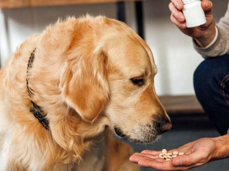 Προμήθεια Φαρμάκων και Αναλώσιμα Κλινικής Εξέτασης και Επειγόντων Περιστατικών Δημοτικού Καταφυγίου Αδέσποτων Ζώων για το 2022