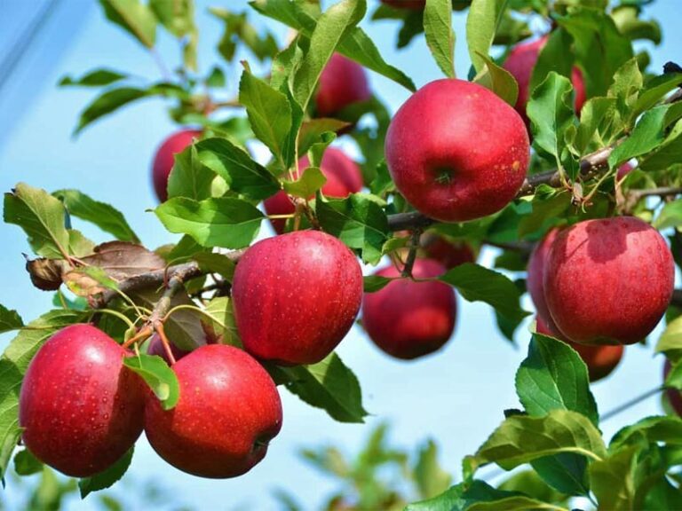 Στο πλευρό των μηλοπαραγωγών της Εορδαίας ο Δήμαρχος Παναγιώτης Πλακεντάς