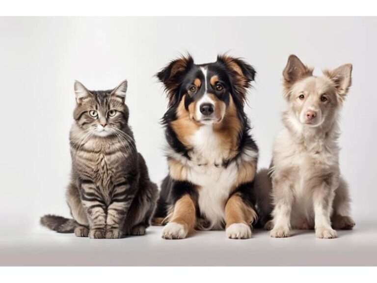 Διήμερο δωρεάν υπηρεσιών για τις δεσποζόμενες γάτες και δεσποζόμενους σκύλους ευπαθών ομάδων και των σκύλων που χρησιμοποιούνται αποκλειστικά για τη φύλαξη ποιμνίων (ποιμενικών)